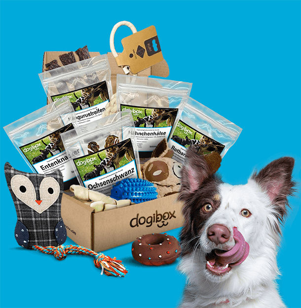 Dogibox-banner-image-op41.png